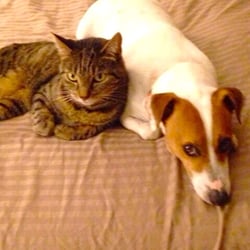 East Coast Pet Services - East Coast Pet Services LLC 843.957.2166