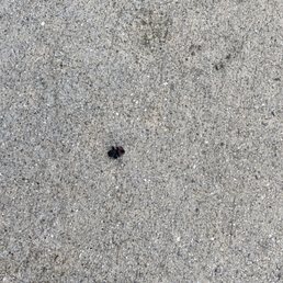 no more spider in my car!!