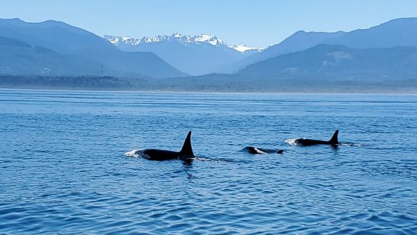 Orca Spirit Adventures Whale Watching by null
