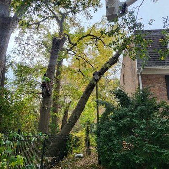 Badger Tree Service - Tree Services Near Me - Atlanta, Georgia