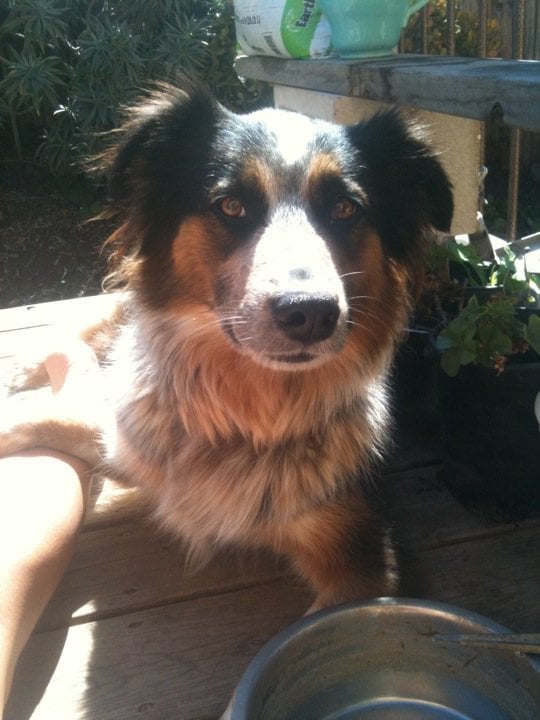 Gypsy Soul Services - pet boarding facility in Park City, KS