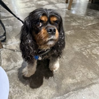 Little Joe’s Farmstead - William loves the fresh fruit and "Dog Bar". - Burgers Near Me - Argyle, Texas Little Joe’s Farmstead - William loves the fresh fruit and "Dog Bar". - Burgers Near Me - Argyle, Texas