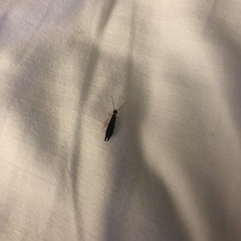 Hilton Long Beach - Bug crawling on my bed - Hotels Near Me - Long Beach, California Hilton Long Beach - Bug crawling on my bed - Hotels Near Me - Long Beach, California