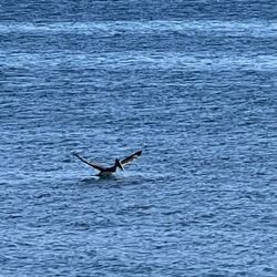 El Capitan State Beach - We spotted a seagull plunging into the water near the beach to catch a fish!