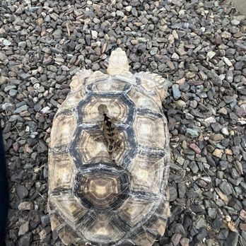 Exotic Pet Vets - Veterinarians Near Me - Phoenix, Arizona Exotic Pet Vets - Veterinarians Near Me - Phoenix, Arizona