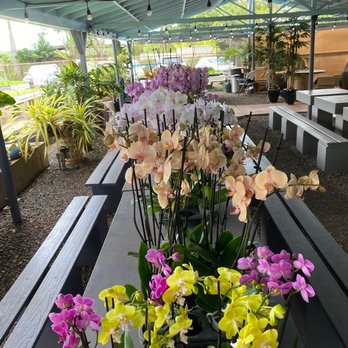 Mari's Gardens - Orchids! - Nurseries & Gardening Near Me - Mililani, Hawaii