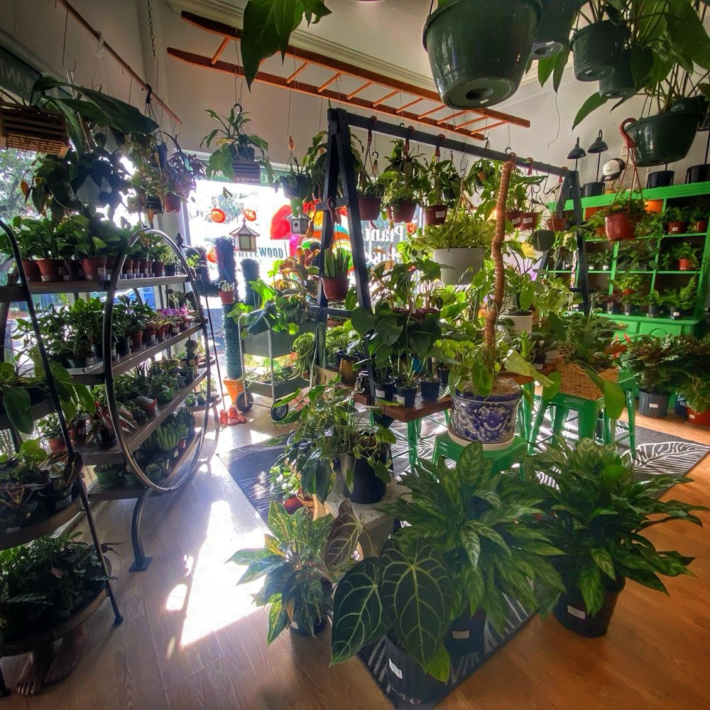 WhiteWood on Main - Beautiful layout throughout the store of so many varieties of healthy houseplants - Home & Garden Near Me - Safety Harbor, Florida WhiteWood on Main - Beautiful layout throughout the store of so many varieties of healthy houseplants - Home & Garden Near Me - Safety Harbor, Florida
