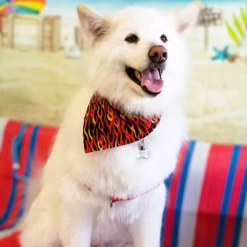 My Pretty Puppy - Beach Bode - Pet Groomers Near Me - Cypress, California My Pretty Puppy - Beach Bode - Pet Groomers Near Me - Cypress, California
