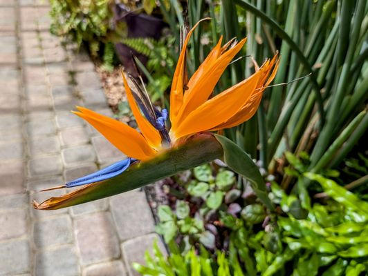 Buffalo and Erie County Botanical Gardens by null