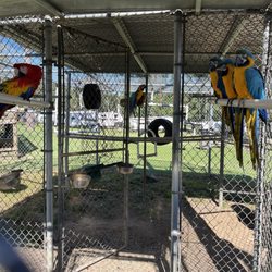 Travelers Campground - The macaws