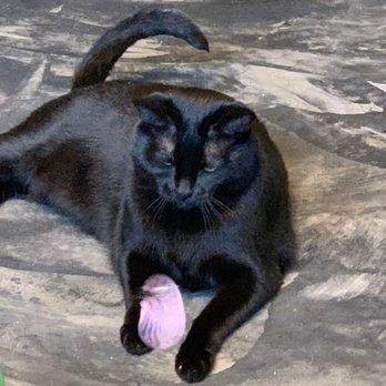 Seattle Meowtropolitan - A chonk - Themed Cafes Near Me - Seattle, Washington Seattle Meowtropolitan - A chonk - Themed Cafes Near Me - Seattle, Washington