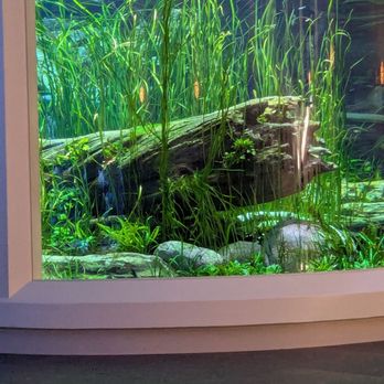 Shedd Aquarium - Another aquarium - Aquariums Near Me - Chicago, Illinois Shedd Aquarium - Another aquarium - Aquariums Near Me - Chicago, Illinois