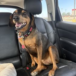 Pet Wants Lubbock - Juno Bear, healthy as can be thanks to PetWants!