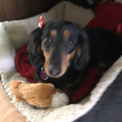 Paws & Affection - Just like New!