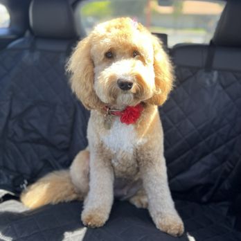 Just Dawgin' It - Pet Groomers Near Me - Concord, California