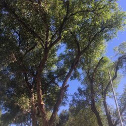 Arbor Life Tree Service