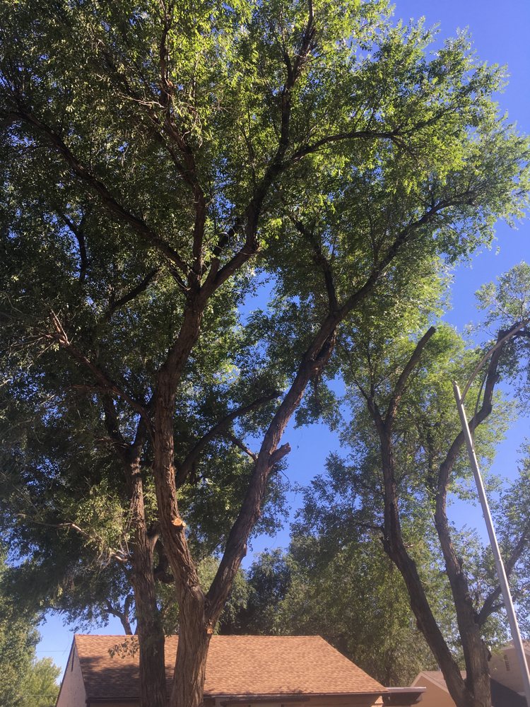 Arbor Life Tree Service - tree service in Billings, MT