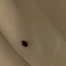 Adult bed bug Adult bed bug