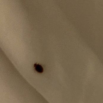 Cayman Suites Hotel - Adult bed bug - Hotels Near Me - Ocean City, Maryland Cayman Suites Hotel - Adult bed bug - Hotels Near Me - Ocean City, Maryland