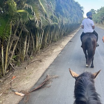 Pink Flamingo Stables - Horseback Riding Near Me - Lake Worth, Florida