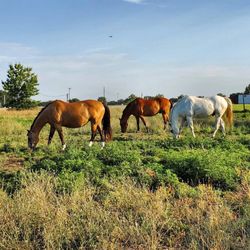 Trail Rides USA Southfork Ranch - Morning Rides Starting at 630 am & 8 am