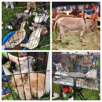 Dublin St. Patrick's Day Festival - Petting zoo - Festivals Near Me - Dublin, California Dublin St. Patrick's Day Festival - Petting zoo - Festivals Near Me - Dublin, California