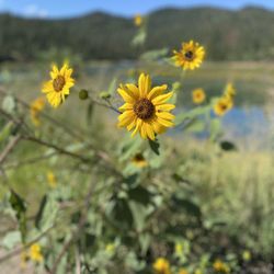Grindstone Lake