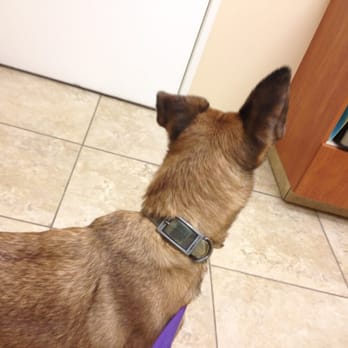 Pyramid Veterinary Hospital - Getting a hematoma checked out at Pyramid - Veterinarians Near Me - Sparks, Nevada Pyramid Veterinary Hospital - Getting a hematoma checked out at Pyramid - Veterinarians Near Me - Sparks, Nevada