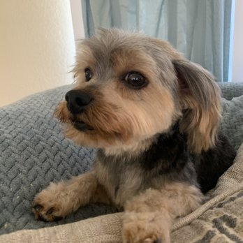 Tender Touch Professional Pet Grooming - Pet Groomers Near Me - Moreno Valley, California Tender Touch Professional Pet Grooming - Pet Groomers Near Me - Moreno Valley, California