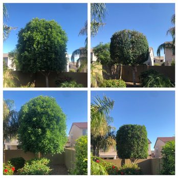 Wilfer Natural Landscape - Before and after pictures of Ficus trees. - Tree Services Near Me Wilfer Natural Landscape - Before and after pictures of Ficus trees. - Tree Services Near Me
