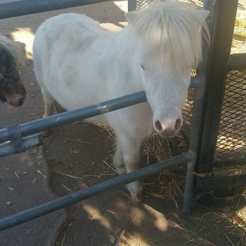 Sugarplum Zoo - Chocolatiers & Shops Near Me - Temecula, California