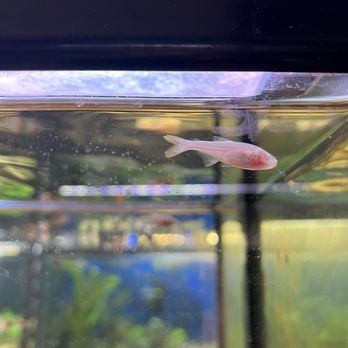 Aquatek Tropical Fish - Local Fish Stores Near Me - Austin, Texas Aquatek Tropical Fish - Local Fish Stores Near Me - Austin, Texas