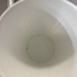 Teriyaki Wok 9 - Sierra mist with no ice.