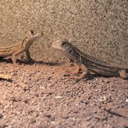 PET KINGDOM USA - 240 Photos & 163 Reviews - Pet Stores - 2470 E