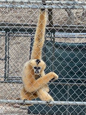 Gibbon Conservation Center by null