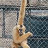 Gibbon Conservation Center gift card