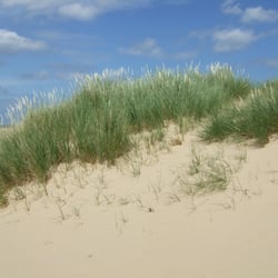 Holkham Bay - Sand dunes at Holkham beach.