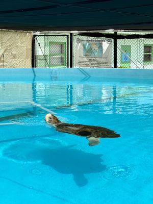 Turtle Hospital by null