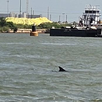 Baywatch Dolphin Tours - Dolphin - Tours Near Me - Galveston, Texas