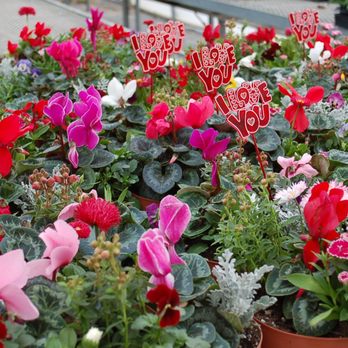 Clearwater Color Nursery - Valentine's Day Color Bowls - Nurseries & Gardening Near Me - Los Osos, California Clearwater Color Nursery - Valentine's Day Color Bowls - Nurseries & Gardening Near Me - Los Osos, California