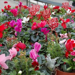 Clearwater Color Nursery - Valentine's Day Color Bowls