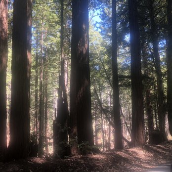 Purisima Creek Trail - Hiking Near Me - Half Moon Bay, California Purisima Creek Trail - Hiking Near Me - Half Moon Bay, California