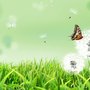 Photo of Dandelion Landscaping & House Keeping