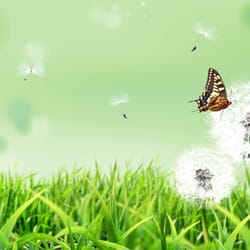 Dandelion Landscaping & House Keeping