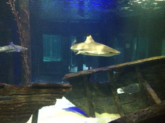 Underwater World Langkawi by null