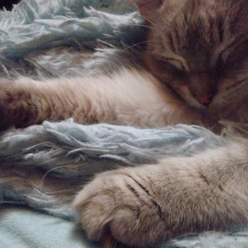 Community Concern For Cats - This is our beautiful baby Contessa, snuggled up to me - Animal Shelters Near Me - Walnut Creek, California Community Concern For Cats - This is our beautiful baby Contessa, snuggled up to me - Animal Shelters Near Me - Walnut Creek, California