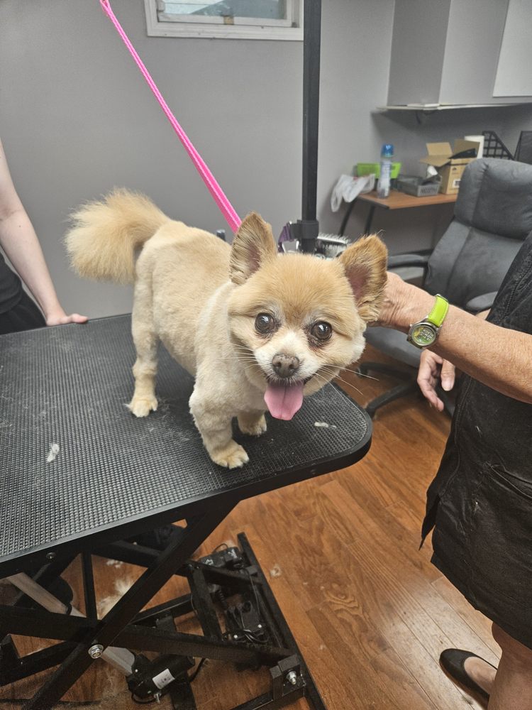 Barking Boutique - pet boarding facility in Spring City, PA