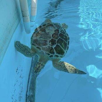 The Turtle Hospital - Veterinarians Near Me - Marathon, Florida