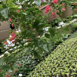 Morning Glory Hill Greenhouse