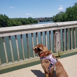 Pant & Wag: DC Dog Adventures and DC Dog Fitness - One of the photos provided after a Pant & Wag Adventure, Koa always comes back happy